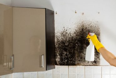 mold mold